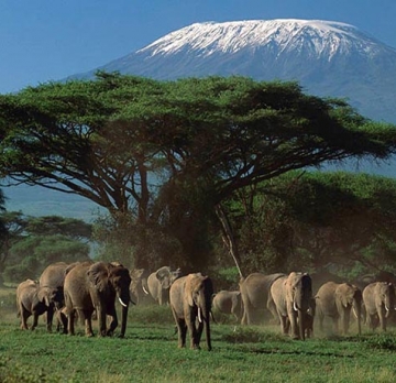 3 Days/ 2 Nights Jambo Kenya Amboseli Park by Road | Kenya Safari apibus. Cras sollicitudin posuere.