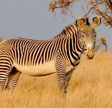 7 Days / 6 Nights Maasai Mara, Amboseli, Lake Elementaita Safari | Kenya Safari