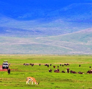 The Tanzania Explorer (Tarangire, Manyara, Ngorongoro)